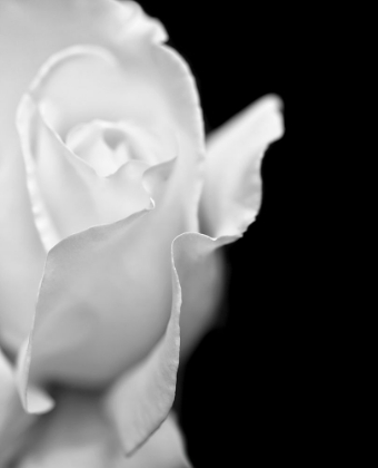 Picture of ROSE FLOWER MACRO BLACK AND WHITE 2