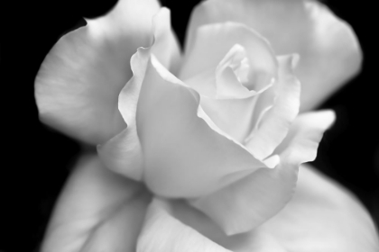 Picture of ROSE FLOWER MACRO BLACK AND WHITE 3