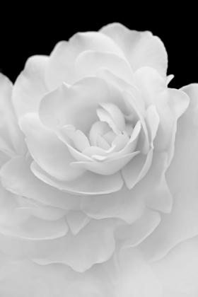 Picture of ROSE FLOWER MACRO BLACK AND WHITE 4