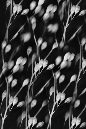 Picture of SEED PODS ABSTRACT BLACK AND WHITE