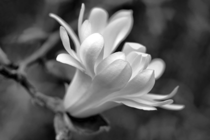 Picture of STAR MAGNOLIA FLOWER MACRO BLACK AND WHITE