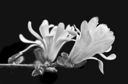 Picture of STAR MAGNOLIA FLOWERS BLACK AND WHITE