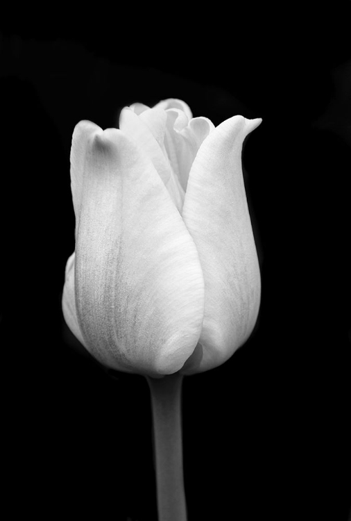 Picture of TULIP FLOWER MACRO BLACK AND WHITE 1