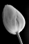 Picture of TULIP FLOWER MACRO BLACK AND WHITE 2
