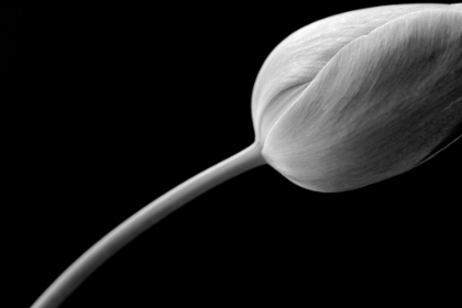 Picture of TULIP FLOWER MACRO BLACK AND WHITE 3