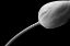 Picture of TULIP FLOWER MACRO BLACK AND WHITE 3