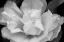 Picture of TULIP FLOWER MACRO BLACK AND WHITE 4