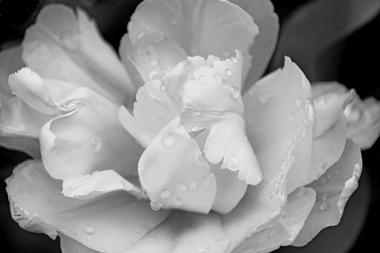 Picture of TULIP FLOWER MACRO BLACK AND WHITE 4