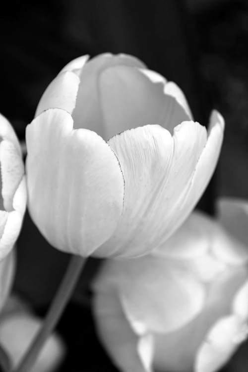 Picture of TULIP FLOWERS BLACK AND WHITE 1