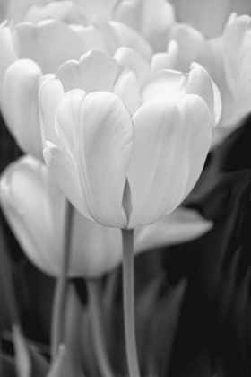 Picture of TULIP FLOWERS BLACK AND WHITE 2
