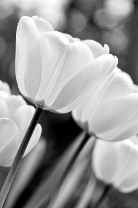 Picture of TULIP FLOWERS BLACK AND WHITE 3
