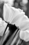 Picture of TULIP FLOWERS BLACK AND WHITE 3