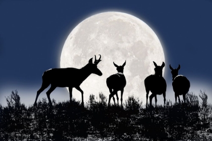Picture of ANTELOPE PRONGHORN SILHOUETTES AND MOON