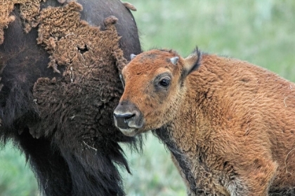 Picture of BUFFALO BISON AND CALF