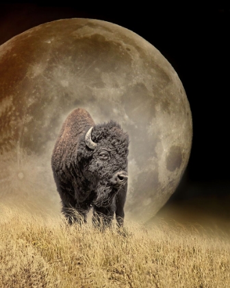 Picture of BUFFALO BISON AND MOON