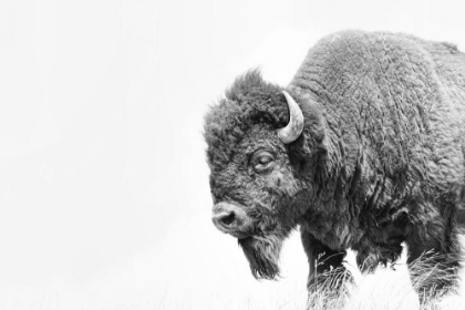 Picture of BUFFALO BISON BLACK AND WHITE