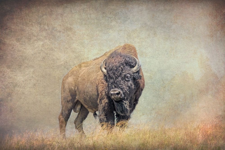 Picture of BUFFALO BISON ON HILL