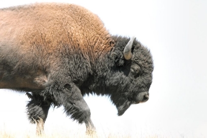 Picture of BUFFALO BISON WALK