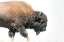 Picture of BUFFALO BISON WALK