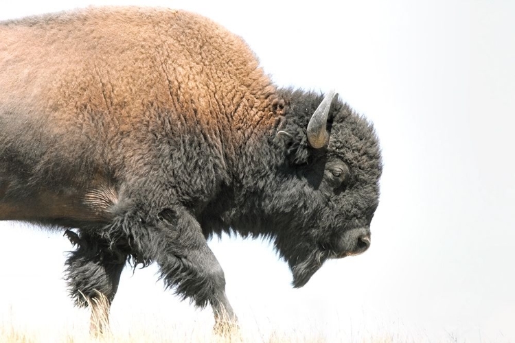 Picture of BUFFALO BISON WALK