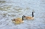 Picture of CANADA GEESE AND GOSLINGS ON LAKE