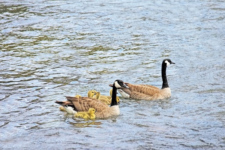 Picture of CANADA GEESE AND GOSLINGS ON LAKE