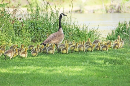 Picture of CANADA GOOSE AND GOSLINGS