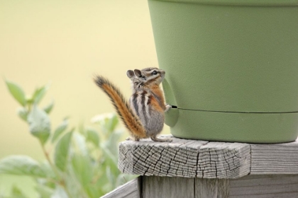 Picture of CHIPMUNK AND FLOWER POT