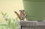 Picture of CHIPMUNK AND FLOWER POT