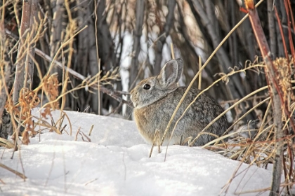Picture of COTTONTAIL RABBIT IN SNOW 1