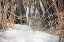 Picture of COTTONTAIL RABBIT IN SNOW 1