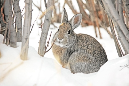 Picture of COTTONTAIL RABBIT IN SNOW 2