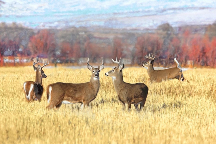 Picture of DEER BUCKS IN AUTUMN FIELD