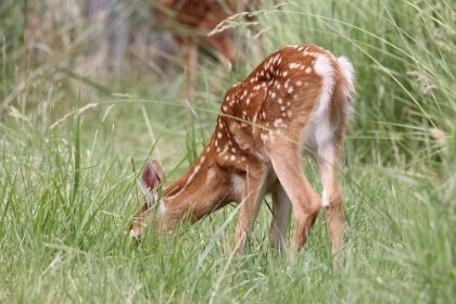 Picture of DEER FAWN EATING SPRING GRASS