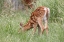 Picture of DEER FAWN EATING SPRING GRASS