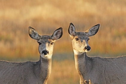 Picture of DEER IN AUTUMN