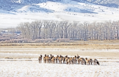 Picture of ELK HERD IN WINTER LANDSCAPE