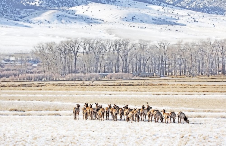 Picture of ELK HERD IN WINTER LANDSCAPE