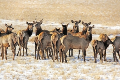 Picture of ELK HERD IN WINTER