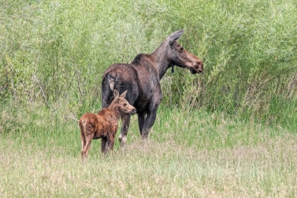 Picture of MOOSE AND BABY CALF