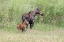 Picture of MOOSE AND BABY CALF