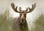Picture of MOOSE IN THE WOODLAND FOREST