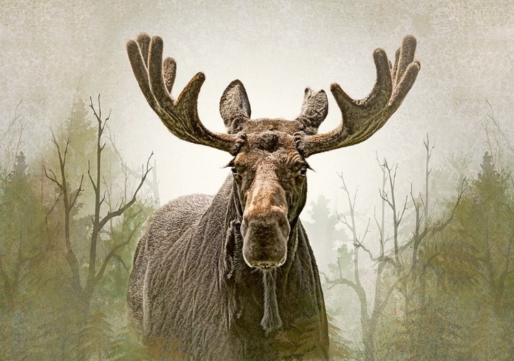 Picture of MOOSE IN THE WOODLAND FOREST