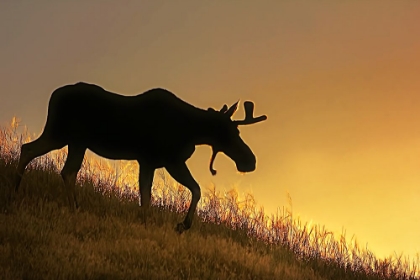 Picture of MOOSE WALKING SILHOUETTE
