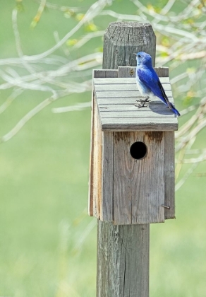 Picture of NESTING BOX WITH BLUEBIRD
