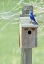 Picture of NESTING BOX WITH BLUEBIRD