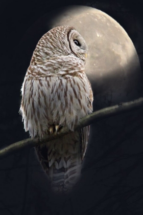 Picture of OWL AND MOON