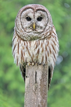 Picture of OWL ON FENCE POST