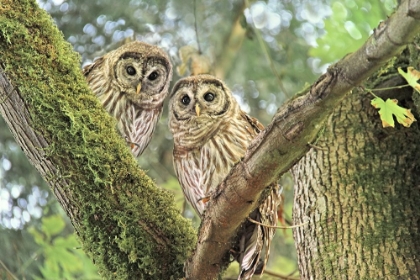 Picture of OWLET TWINS IN THE FOREST