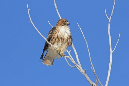 Picture of RED-TAIL HAWK IN TREE